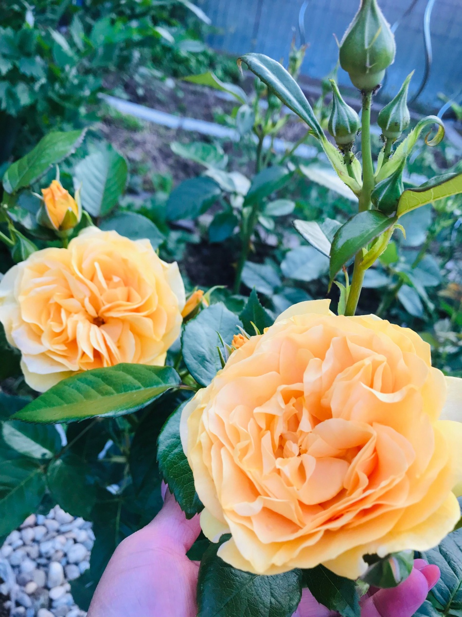 Người phụ nữ Việt xa quê quyết "xây" ngôi nhà hoa hồng đẹp như mơ dành tặng cho riêng mình nguoi phu nu viet xa que quyet xay ngoi nha hoa hong dep nhu mo danh tang cho rieng minh