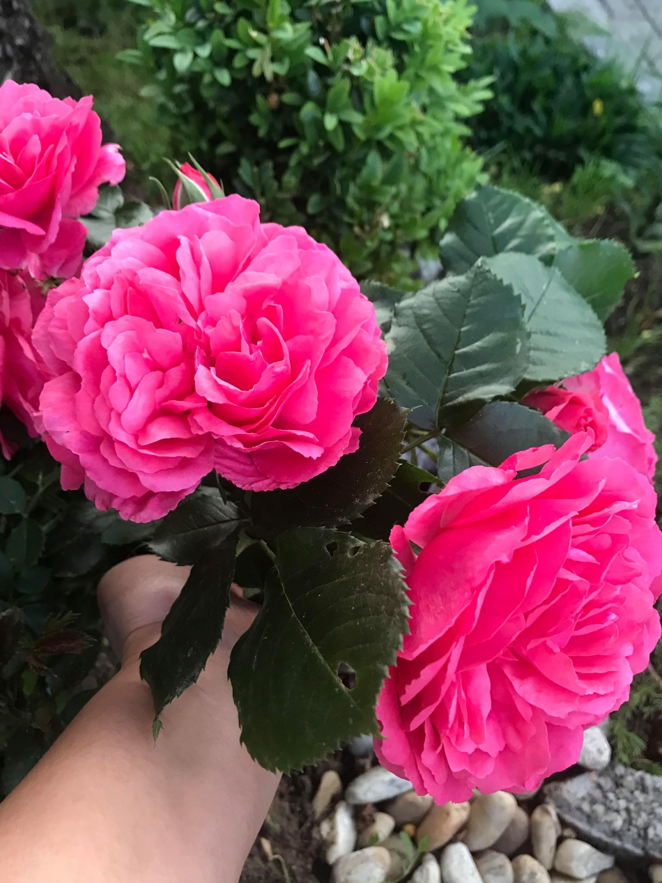 Người phụ nữ Việt xa quê quyết "xây" ngôi nhà hoa hồng đẹp như mơ dành tặng cho riêng mình nguoi phu nu viet xa que quyet xay ngoi nha hoa hong dep nhu mo danh tang cho rieng minh