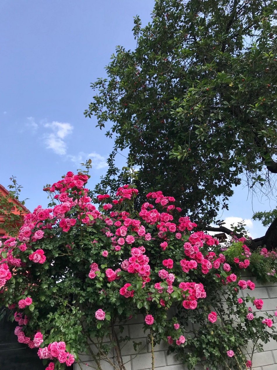 Người phụ nữ Việt xa quê quyết "xây" ngôi nhà hoa hồng đẹp như mơ dành tặng cho riêng mình nguoi phu nu viet xa que quyet xay ngoi nha hoa hong dep nhu mo danh tang cho rieng minh