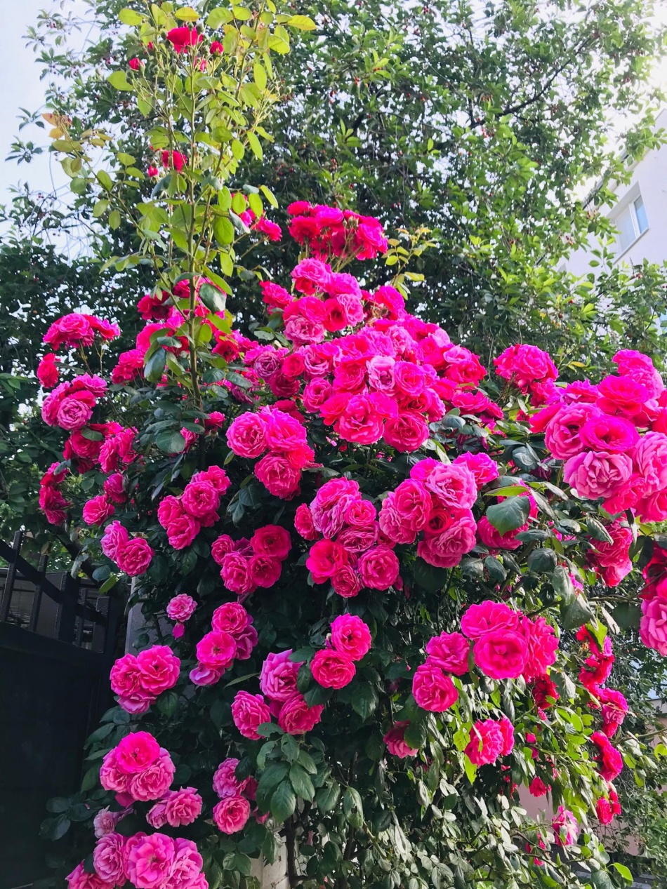Người phụ nữ Việt xa quê quyết "xây" ngôi nhà hoa hồng đẹp như mơ dành tặng cho riêng mình nguoi phu nu viet xa que quyet xay ngoi nha hoa hong dep nhu mo danh tang cho rieng minh