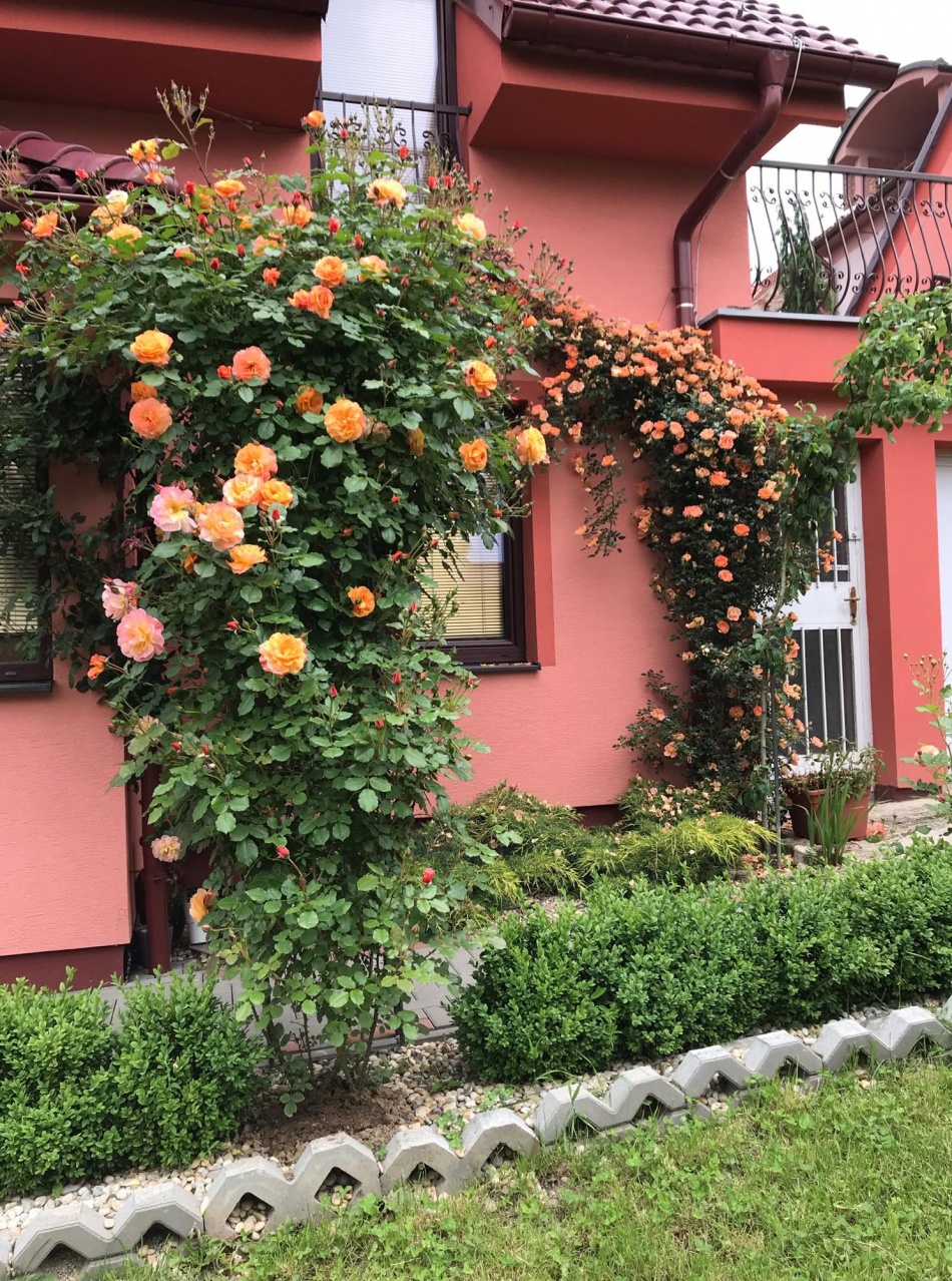 Người phụ nữ Việt xa quê quyết "xây" ngôi nhà hoa hồng đẹp như mơ dành tặng cho riêng mình nguoi phu nu viet xa que quyet xay ngoi nha hoa hong dep nhu mo danh tang cho rieng minh