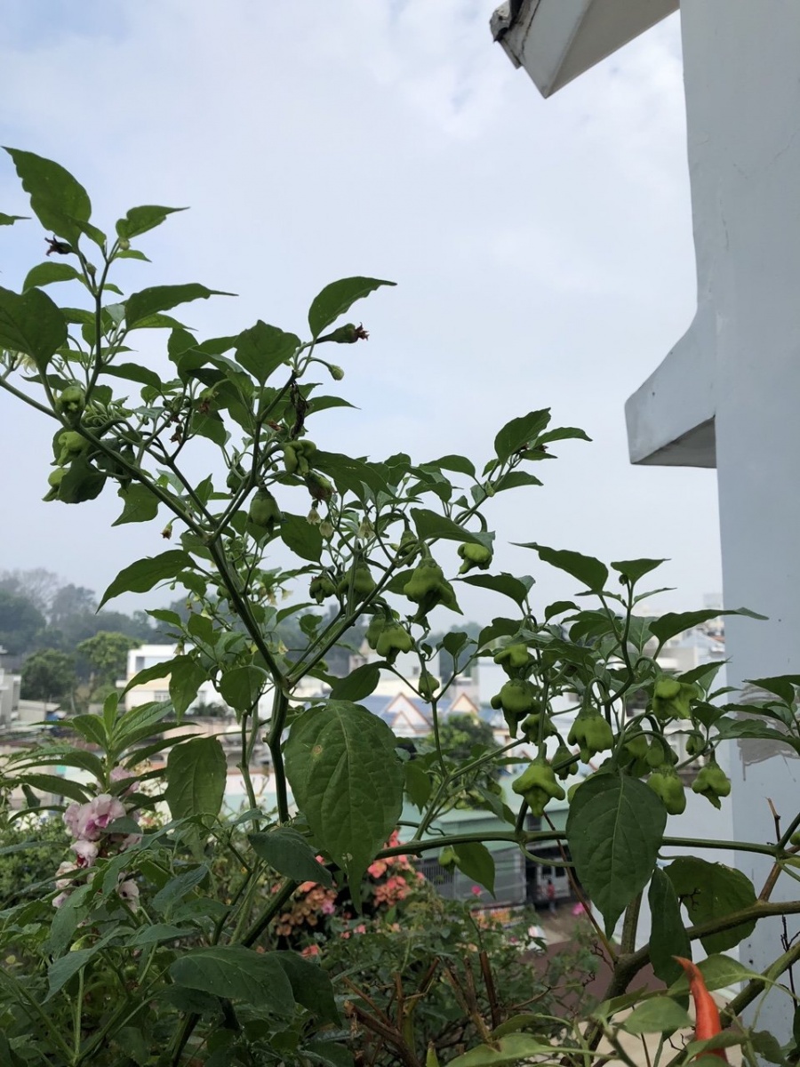 Sân thượng 30m2 phủ xanh đủ loại rau quả sạch của bà mẹ đảm đang ở quận 9, TP. HCM Sân thượng 30m2 phủ xanh đủ loại rau quả sạch của bà mẹ đảm đang ở quận 9, TP. HCM