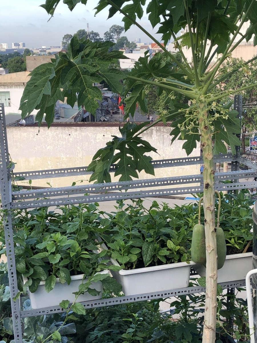 Sân thượng 30m2 phủ xanh đủ loại rau quả sạch của bà mẹ đảm đang ở quận 9, TP. HCM Sân thượng 30m2 phủ xanh đủ loại rau quả sạch của bà mẹ đảm đang ở quận 9, TP. HCM