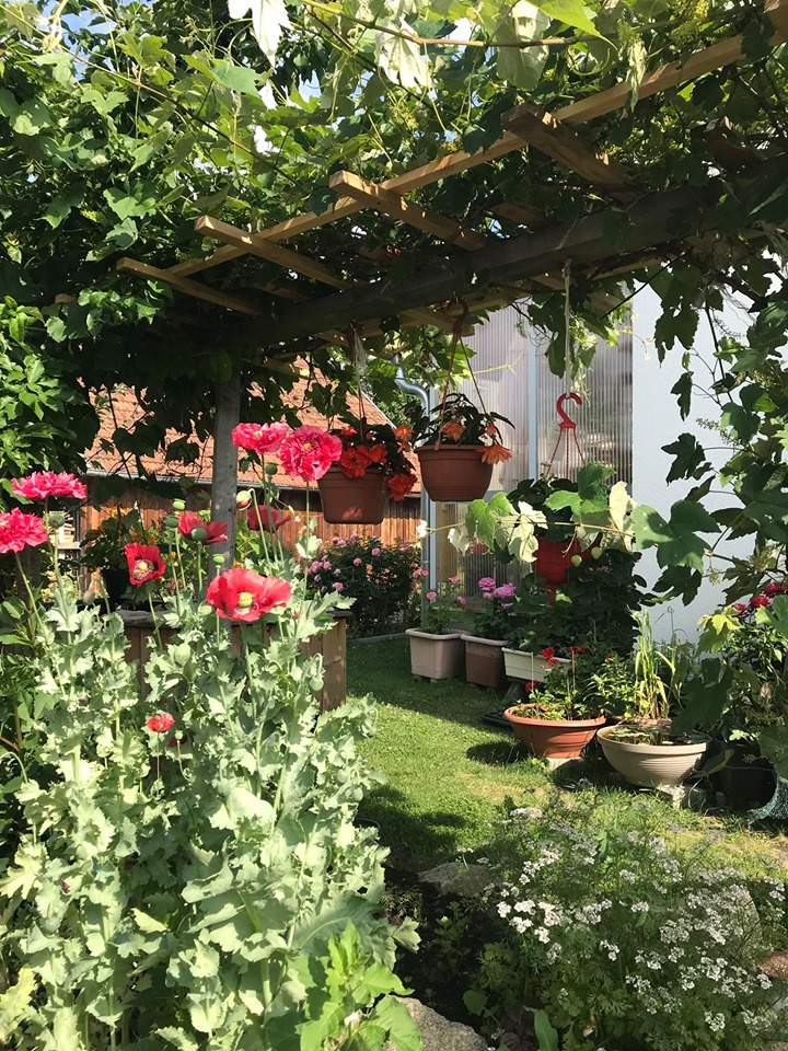 Khu vườn 200m2 đẹp như mơ với đủ loại hoa, cây ăn quả và rau sạch của người phụ nữ Việt ở Đức