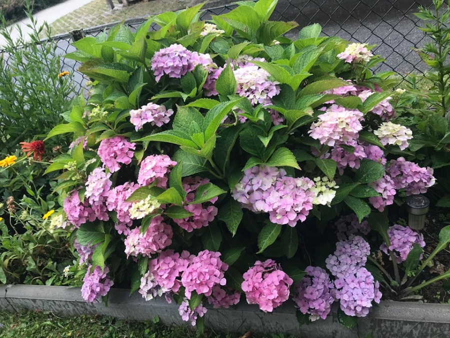 Khu vườn 200m2 đẹp như mơ với đủ loại hoa, cây ăn quả và rau sạch của người phụ nữ Việt ở Đức