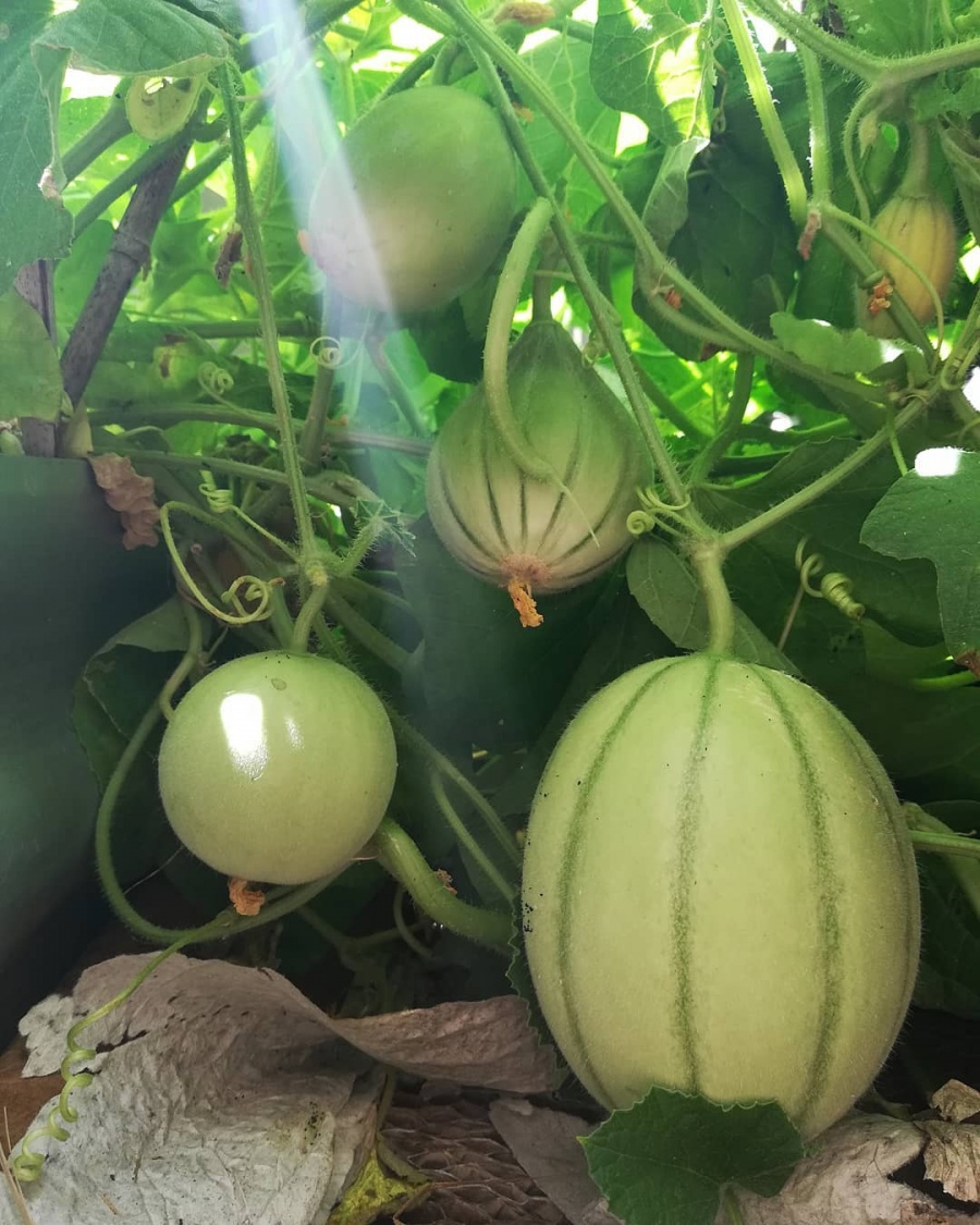 nu y ta chon cach song gan thien nhien ve ngoai o lam vuon trong rau qua sach