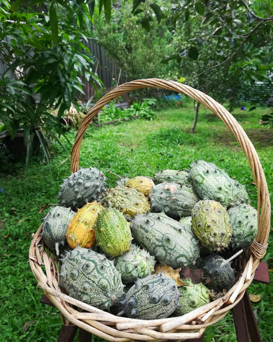 nu y ta chon cach song gan thien nhien ve ngoai o lam vuon trong rau qua sach