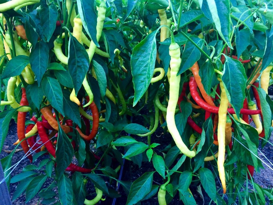 Cuộc sống hạnh phúc của vợ chồng trẻ cùng làm vườn, trồng rau trên mảnh đất xa phố thị Cuộc sống hạnh phúc của vợ chồng trẻ cùng làm vườn, trồng rau trên mảnh đất xa phố thị