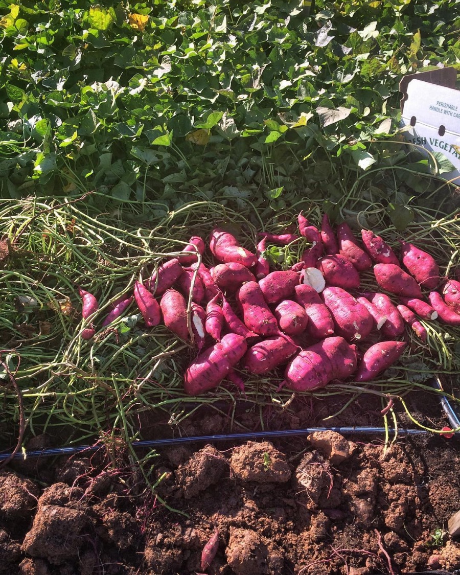 Cuộc sống hạnh phúc của vợ chồng trẻ cùng làm vườn, trồng rau trên mảnh đất xa phố thị Cuộc sống hạnh phúc của vợ chồng trẻ cùng làm vườn, trồng rau trên mảnh đất xa phố thị