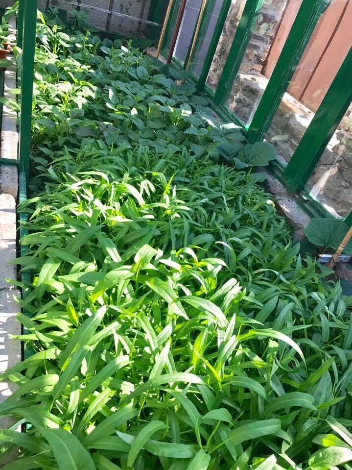 Anh chồng Hà Nội tâm lý tự thiết kế vườn trên sân bê tông cho vợ trồng rau và hoa anh chong ha noi tam ly tu thiet ke vuon tren san be tong cho vo trong rau va hoa 84651