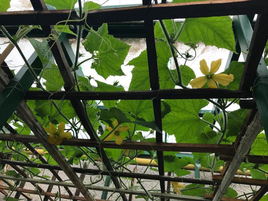 Anh chồng Hà Nội tâm lý tự thiết kế vườn trên sân bê tông cho vợ trồng rau và hoa anh chong ha noi tam ly tu thiet ke vuon tren san be tong cho vo trong rau va hoa 84651