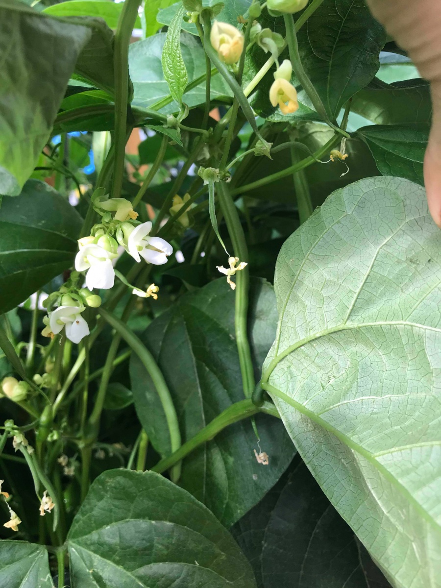 Anh chồng Hà Nội tâm lý tự thiết kế vườn trên sân bê tông cho vợ trồng rau và hoa anh chong ha noi tam ly tu thiet ke vuon tren san be tong cho vo trong rau va hoa 84651