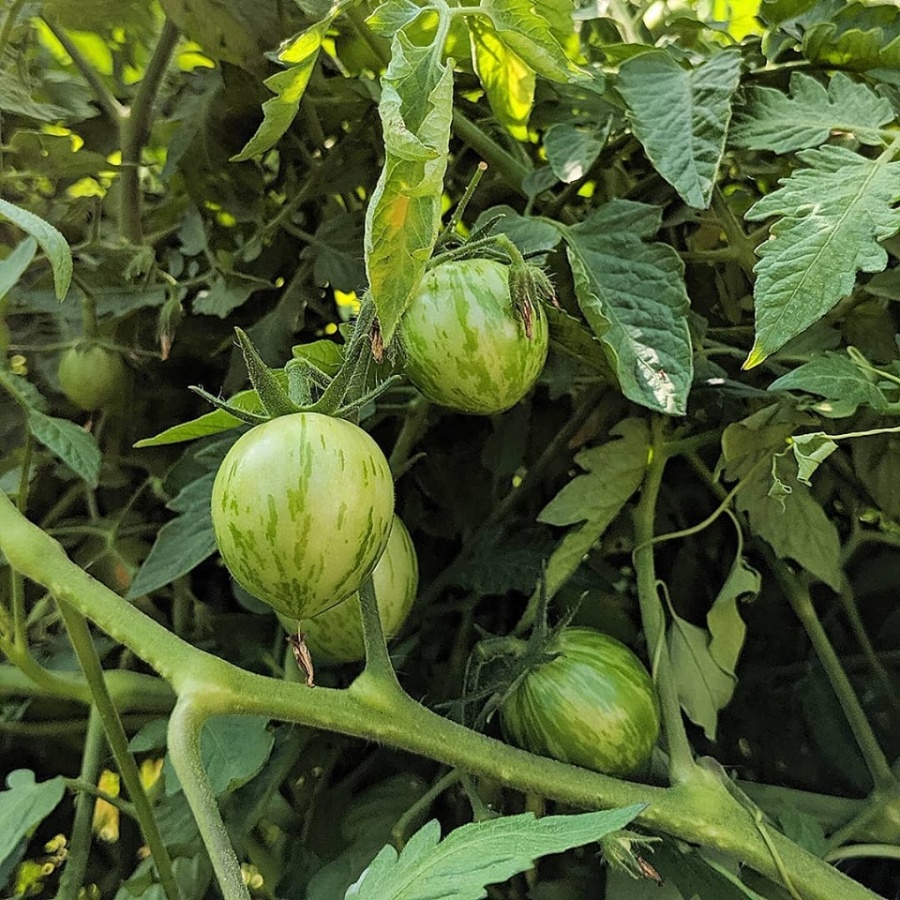 Mong muốn 3 con có tuổi thơ an lành, vợ chồng trẻ chọn cách trồng rau quả sạch xung quanh nhà mong muon 3 con co tuoi tho an lanh vo chong tre chon cach trong rau qua sach xung quanh nha