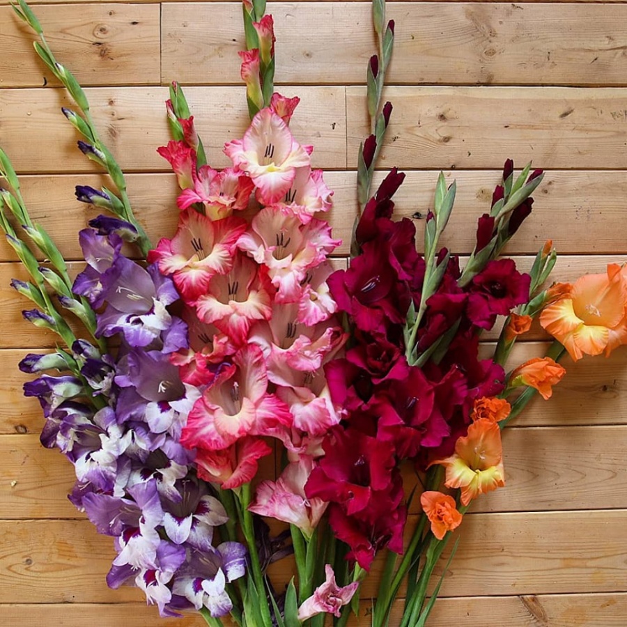 Mong muốn 3 con có tuổi thơ an lành, vợ chồng trẻ chọn cách trồng rau quả sạch xung quanh nhà mong muon 3 con co tuoi tho an lanh vo chong tre chon cach trong rau qua sach xung quanh nha