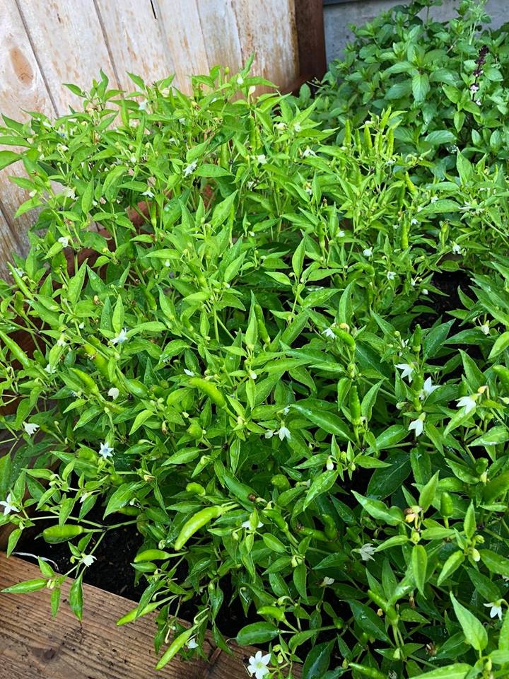 Khu vườn 3500m2 của người đàn ông yêu thích làm vườn và nấu ăn cho vợ con khu vuon 3500m2 cua nguoi dan ong yeu thich lam vuon va nau an cho vo con