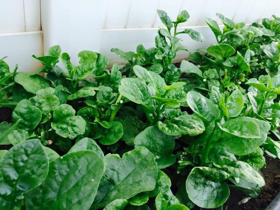 Khu vườn 3500m2 của người đàn ông yêu thích làm vườn và nấu ăn cho vợ con khu vuon 3500m2 cua nguoi dan ong yeu thich lam vuon va nau an cho vo con