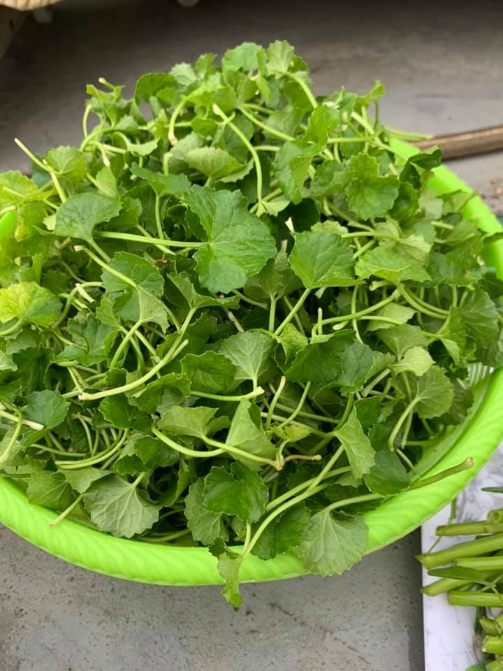 tin noi khong khi nguoi phu nu tao khu vuon du loai rau qua sach tren san thuong chi 3m2
