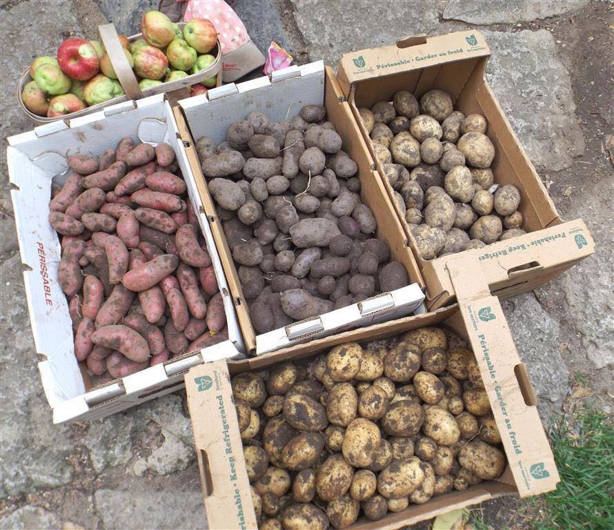 Khu vườn ngọt ngào đầy hoa lá và cây trái của ông bà cụ quyết rời căn hộ thành phố về quê sinh sống