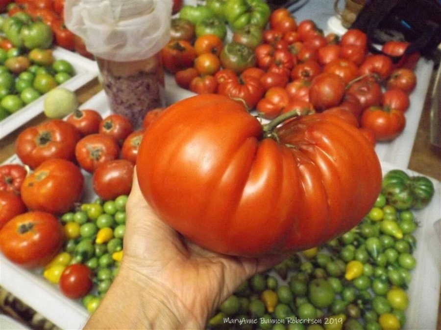 Khu vườn ngọt ngào đầy hoa lá và cây trái của ông bà cụ quyết rời căn hộ thành phố về quê sinh sống