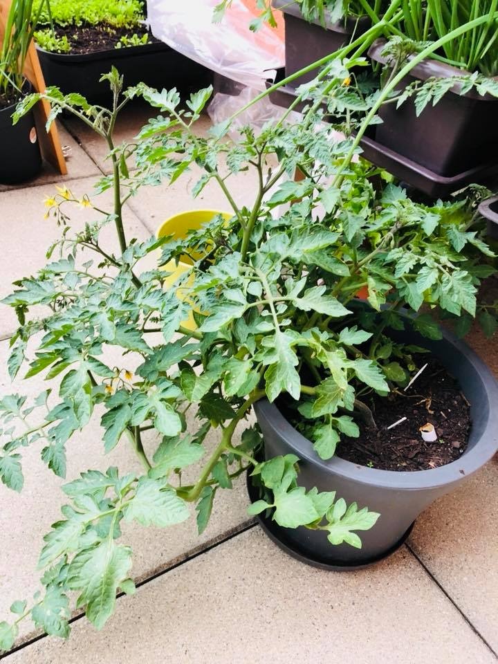 Ban công nhỏ xíu vẫn đầy ắp rau quả xanh tốt của mẹ trẻ trồng cho con gái thưởng thức ban cong nho xiu van day ap rau qua xanh tot cua me tre trong cho con gai thuong thuc
