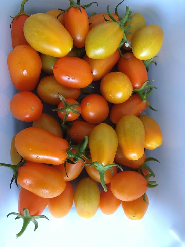 Ban công nhỏ xíu vẫn đầy ắp rau quả xanh tốt của mẹ trẻ trồng cho con gái thưởng thức ban cong nho xiu van day ap rau qua xanh tot cua me tre trong cho con gai thuong thuc