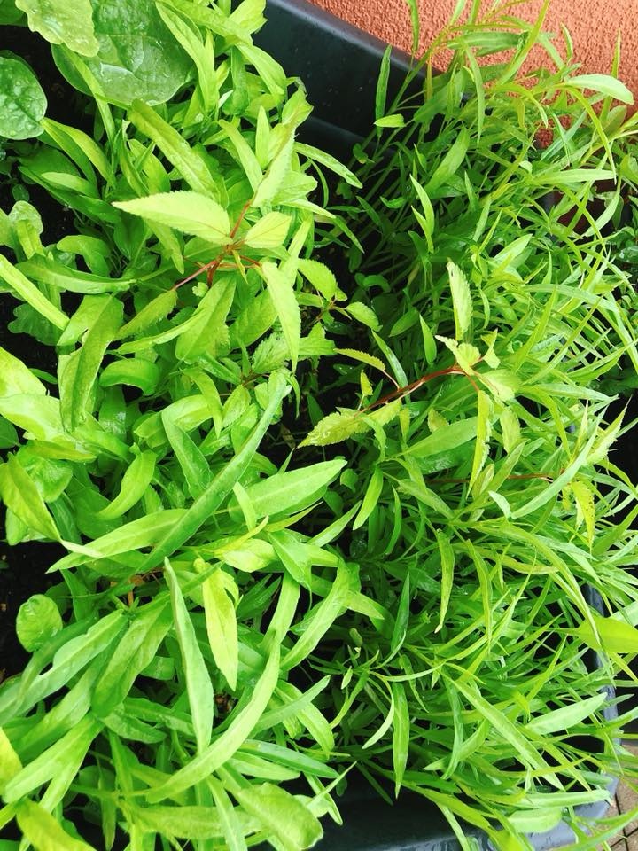 Ban công nhỏ xíu vẫn đầy ắp rau quả xanh tốt của mẹ trẻ trồng cho con gái thưởng thức ban cong nho xiu van day ap rau qua xanh tot cua me tre trong cho con gai thuong thuc