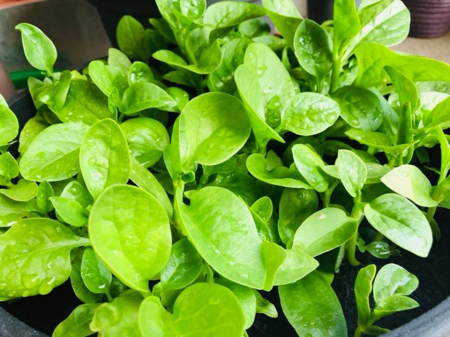 Ban công nhỏ xíu vẫn đầy ắp rau quả xanh tốt của mẹ trẻ trồng cho con gái thưởng thức ban cong nho xiu van day ap rau qua xanh tot cua me tre trong cho con gai thuong thuc