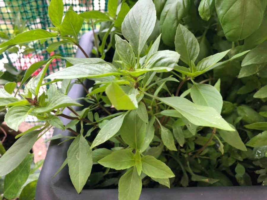 Ban công nhỏ xíu vẫn đầy ắp rau quả xanh tốt của mẹ trẻ trồng cho con gái thưởng thức ban cong nho xiu van day ap rau qua xanh tot cua me tre trong cho con gai thuong thuc