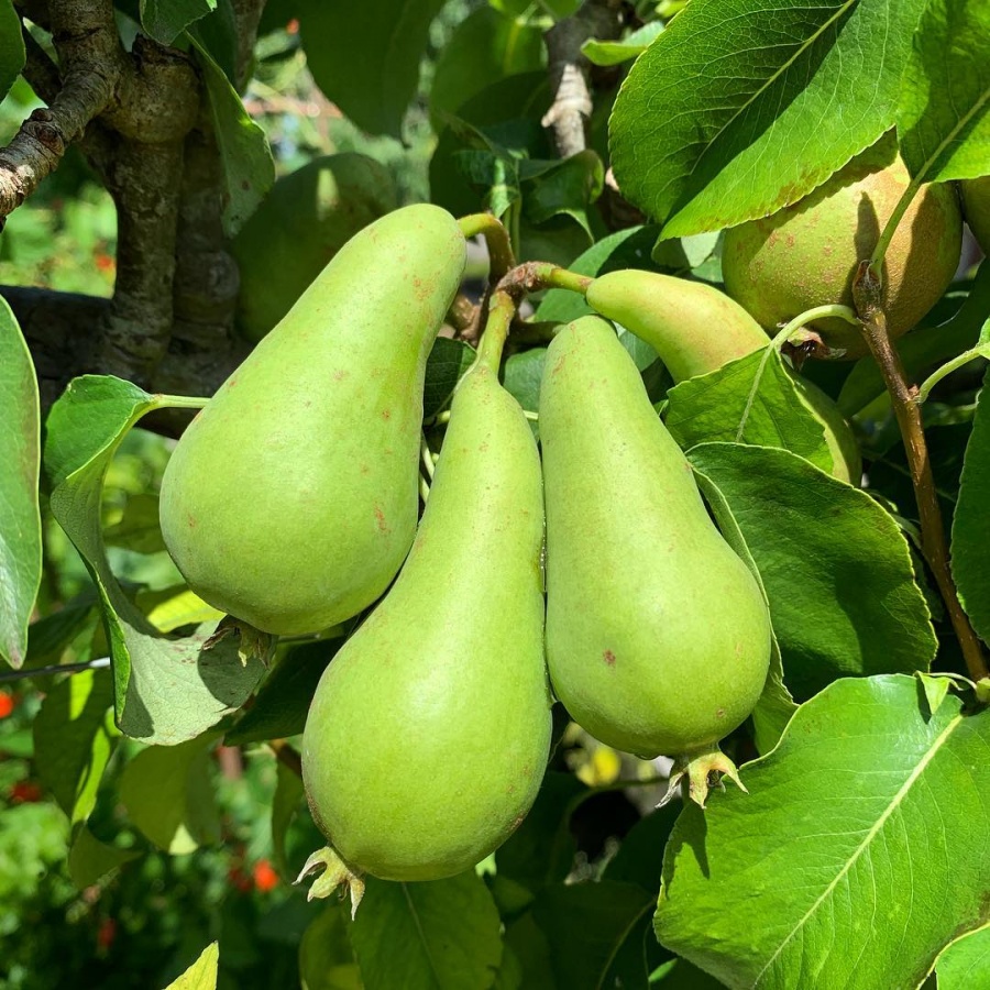 Vườn rau quả đẹp như công viên và câu chuyện trồng trọt gây xúc động của mẹ trẻ hai con vuon rau qua dep nhu cong vien va cau chuyen trong trot gay xuc dong cua me tre hai con