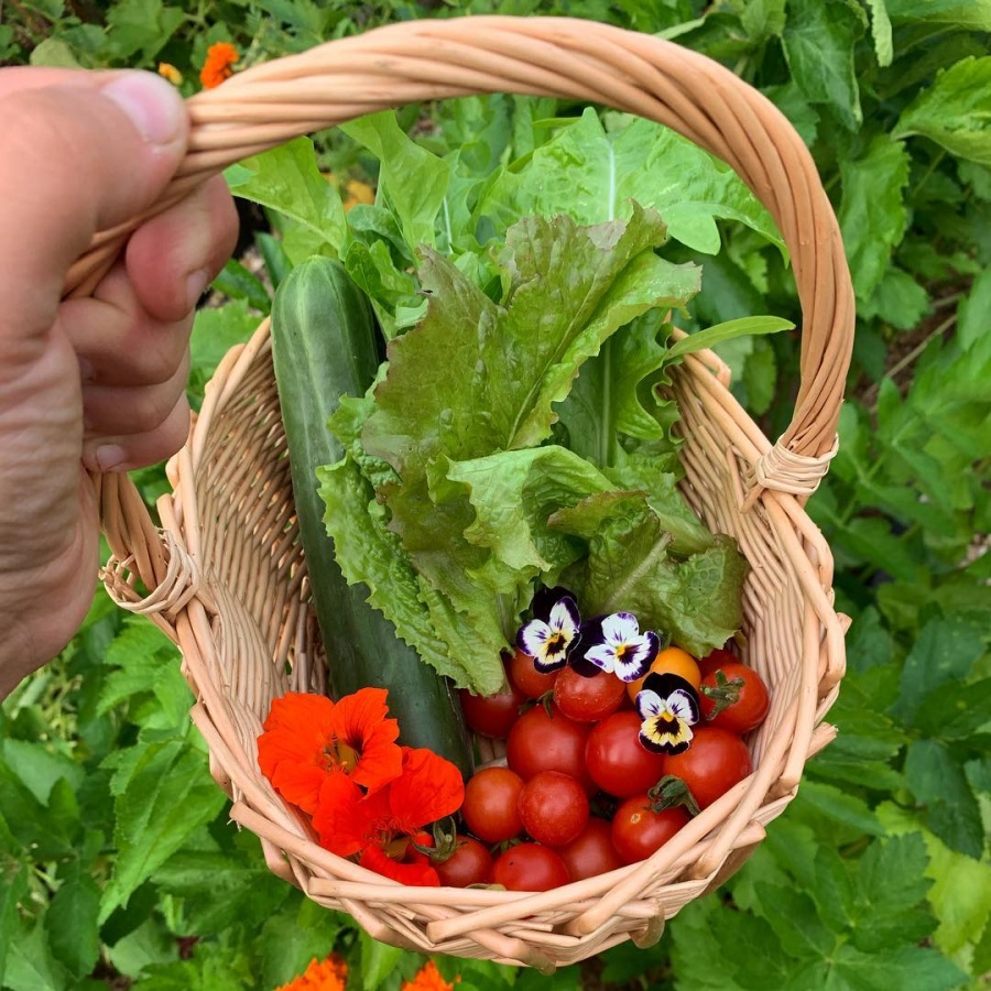 Vườn rau quả đẹp như công viên và câu chuyện trồng trọt gây xúc động của mẹ trẻ hai con vuon rau qua dep nhu cong vien va cau chuyen trong trot gay xuc dong cua me tre hai con