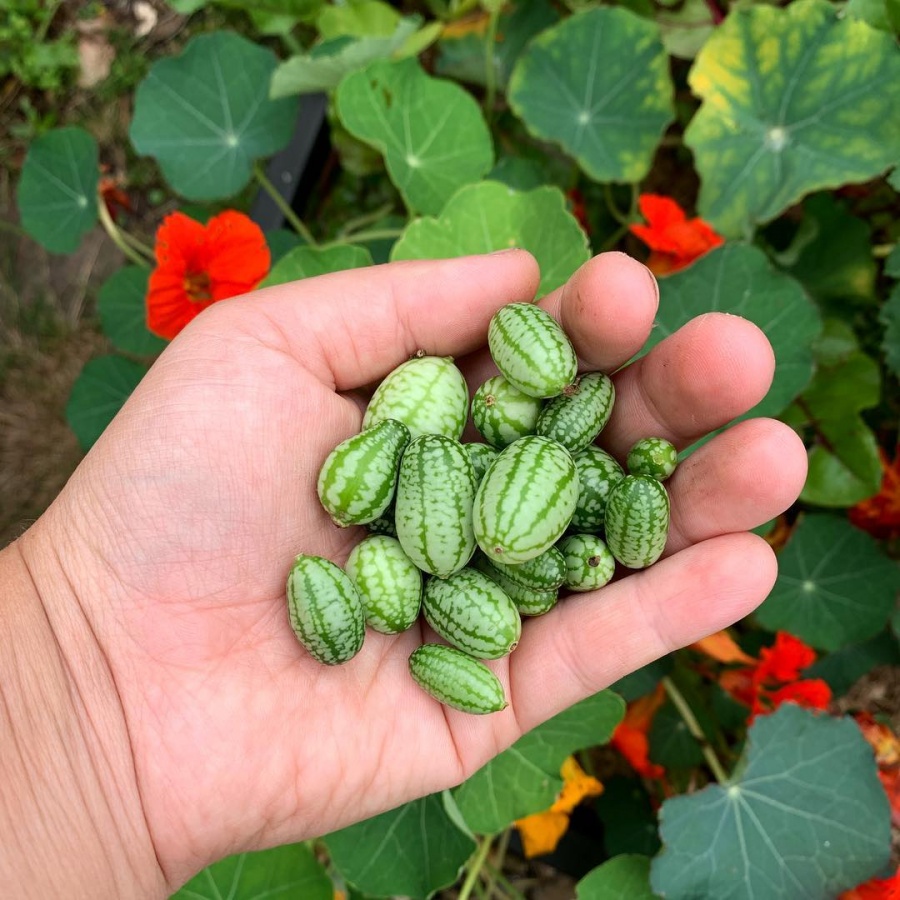 Vườn rau quả đẹp như công viên và câu chuyện trồng trọt gây xúc động của mẹ trẻ hai con vuon rau qua dep nhu cong vien va cau chuyen trong trot gay xuc dong cua me tre hai con