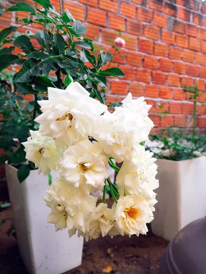 Góc vườn ngọt ngào nhờ tình yêu cuộc sống gửi gắm vào đam mê trồng hồng của bà mẹ trẻ ở Gia Lai goc vuon ngot ngao nho tinh yeu cuoc song gui gam vao dam me trong hong cua ba me tre o gia lai