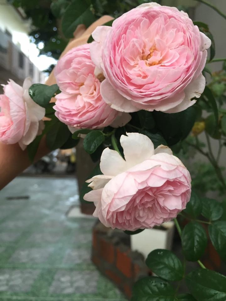 Góc vườn ngọt ngào nhờ tình yêu cuộc sống gửi gắm vào đam mê trồng hồng của bà mẹ trẻ ở Gia Lai goc vuon ngot ngao nho tinh yeu cuoc song gui gam vao dam me trong hong cua ba me tre o gia lai