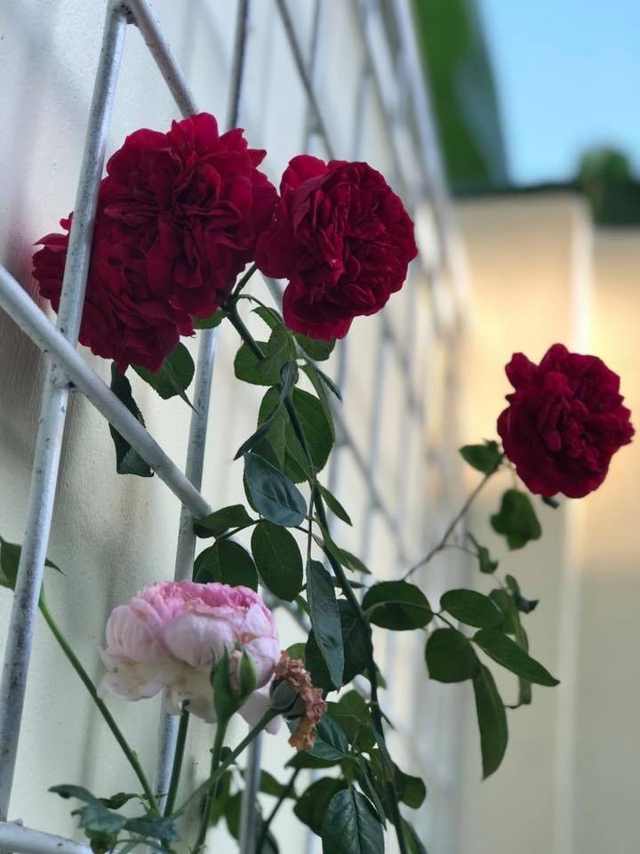 Góc vườn ngọt ngào nhờ tình yêu cuộc sống gửi gắm vào đam mê trồng hồng của bà mẹ trẻ ở Gia Lai goc vuon ngot ngao nho tinh yeu cuoc song gui gam vao dam me trong hong cua ba me tre o gia lai