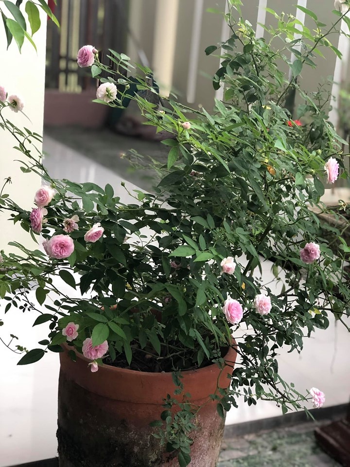 Góc vườn ngọt ngào nhờ tình yêu cuộc sống gửi gắm vào đam mê trồng hồng của bà mẹ trẻ ở Gia Lai goc vuon ngot ngao nho tinh yeu cuoc song gui gam vao dam me trong hong cua ba me tre o gia lai