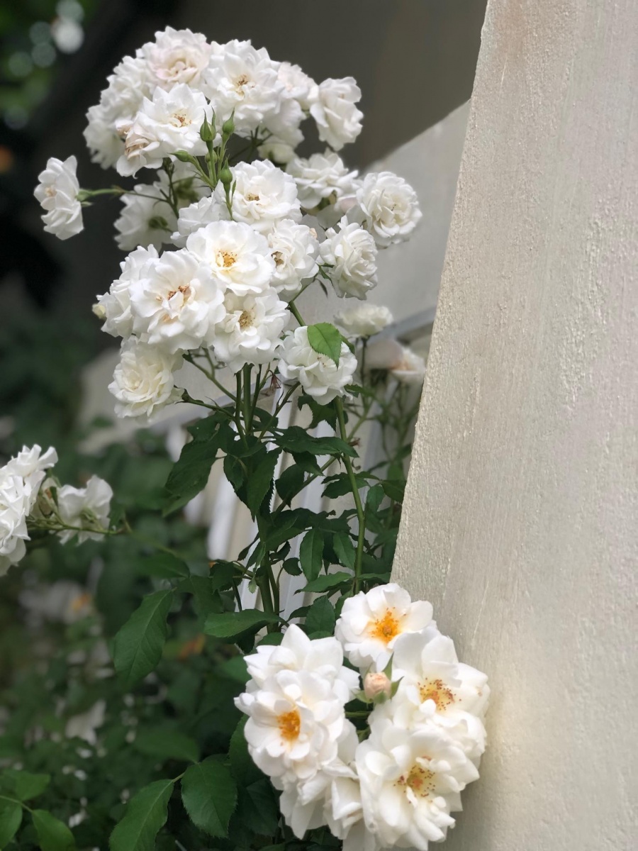 Góc vườn ngọt ngào nhờ tình yêu cuộc sống gửi gắm vào đam mê trồng hồng của bà mẹ trẻ ở Gia Lai goc vuon ngot ngao nho tinh yeu cuoc song gui gam vao dam me trong hong cua ba me tre o gia lai