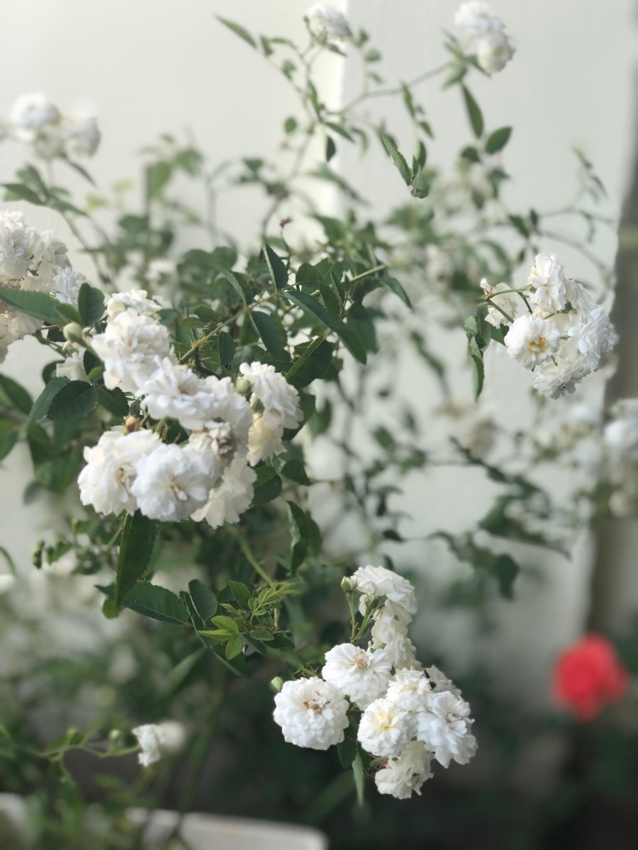 Góc vườn ngọt ngào nhờ tình yêu cuộc sống gửi gắm vào đam mê trồng hồng của bà mẹ trẻ ở Gia Lai goc vuon ngot ngao nho tinh yeu cuoc song gui gam vao dam me trong hong cua ba me tre o gia lai