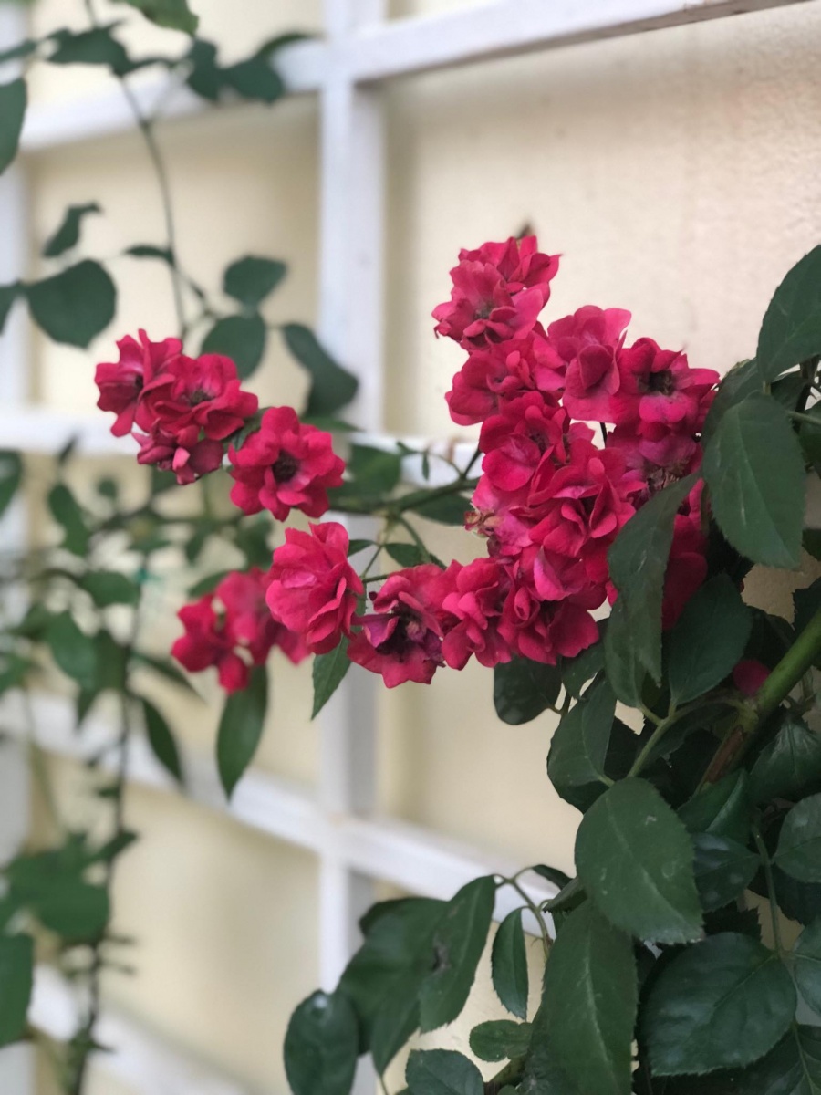 Góc vườn ngọt ngào nhờ tình yêu cuộc sống gửi gắm vào đam mê trồng hồng của bà mẹ trẻ ở Gia Lai goc vuon ngot ngao nho tinh yeu cuoc song gui gam vao dam me trong hong cua ba me tre o gia lai