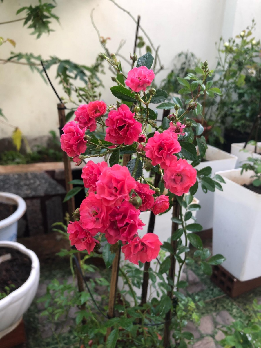 Góc vườn ngọt ngào nhờ tình yêu cuộc sống gửi gắm vào đam mê trồng hồng của bà mẹ trẻ ở Gia Lai goc vuon ngot ngao nho tinh yeu cuoc song gui gam vao dam me trong hong cua ba me tre o gia lai