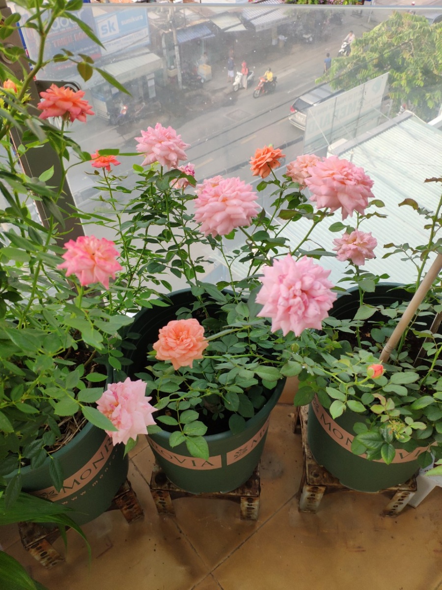 Khu vườn trên cao đủ loại rau xanh quả sạch bà ngoại ngày đêm chăm bón cho cháu thưởng thức ở Sài Gòn khu vuon tren cao du loai rau xanh qua sach ba ngoai ngay dem cham bon cho chau thuong thuc o sai gon