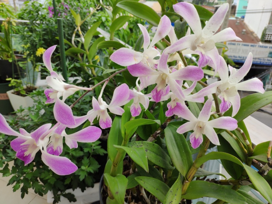 Khu vườn trên cao đủ loại rau xanh quả sạch bà ngoại ngày đêm chăm bón cho cháu thưởng thức ở Sài Gòn khu vuon tren cao du loai rau xanh qua sach ba ngoai ngay dem cham bon cho chau thuong thuc o sai gon