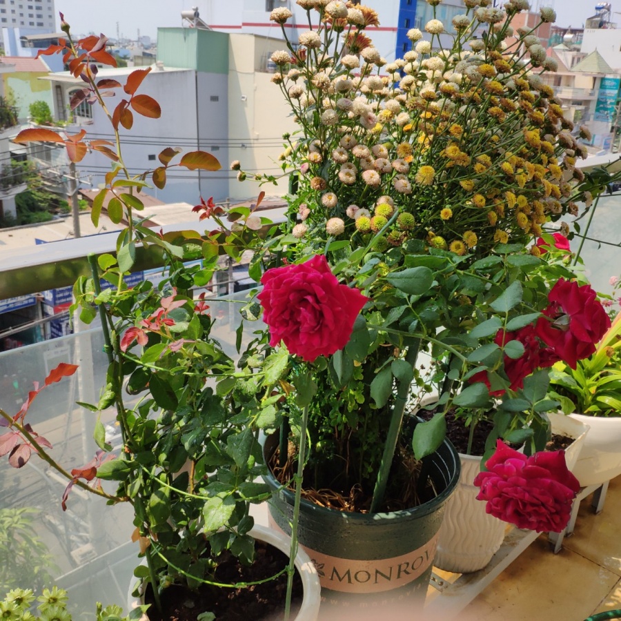 Khu vườn trên cao đủ loại rau xanh quả sạch bà ngoại ngày đêm chăm bón cho cháu thưởng thức ở Sài Gòn khu vuon tren cao du loai rau xanh qua sach ba ngoai ngay dem cham bon cho chau thuong thuc o sai gon
