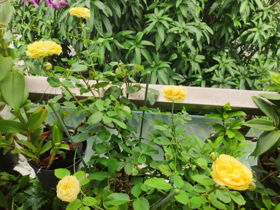 Khu vườn trên cao đủ loại rau xanh quả sạch bà ngoại ngày đêm chăm bón cho cháu thưởng thức ở Sài Gòn khu vuon tren cao du loai rau xanh qua sach ba ngoai ngay dem cham bon cho chau thuong thuc o sai gon
