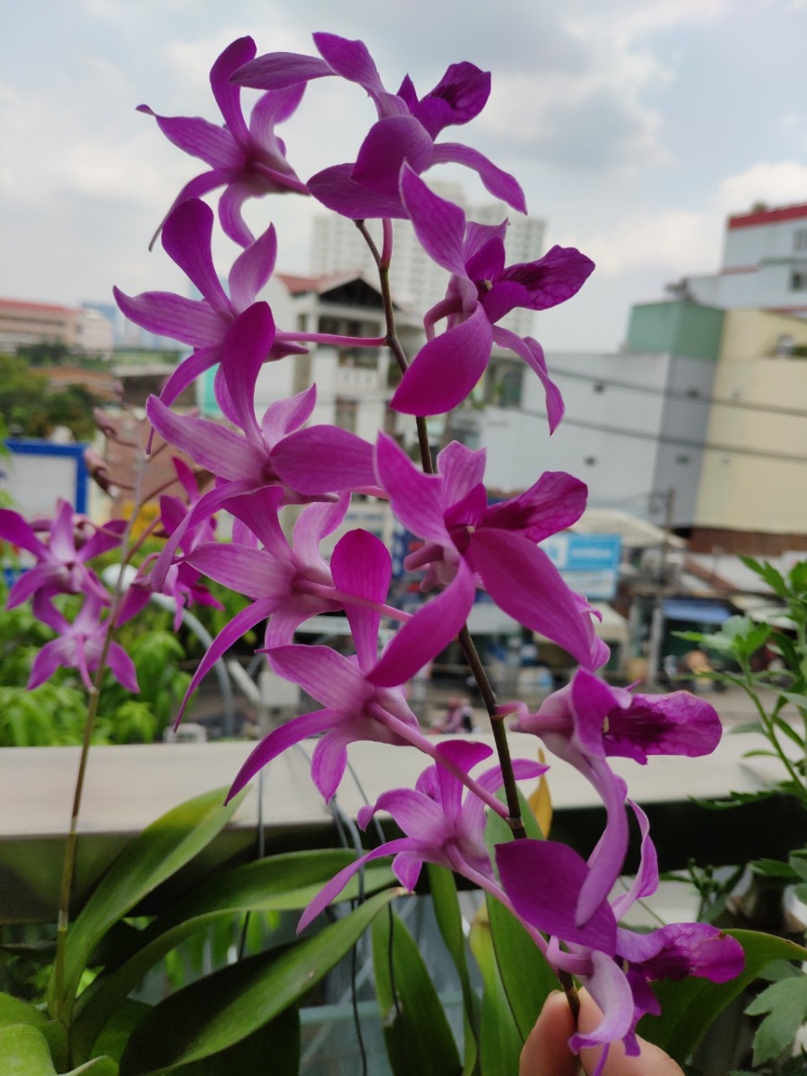 Khu vườn trên cao đủ loại rau xanh quả sạch bà ngoại ngày đêm chăm bón cho cháu thưởng thức ở Sài Gòn khu vuon tren cao du loai rau xanh qua sach ba ngoai ngay dem cham bon cho chau thuong thuc o sai gon