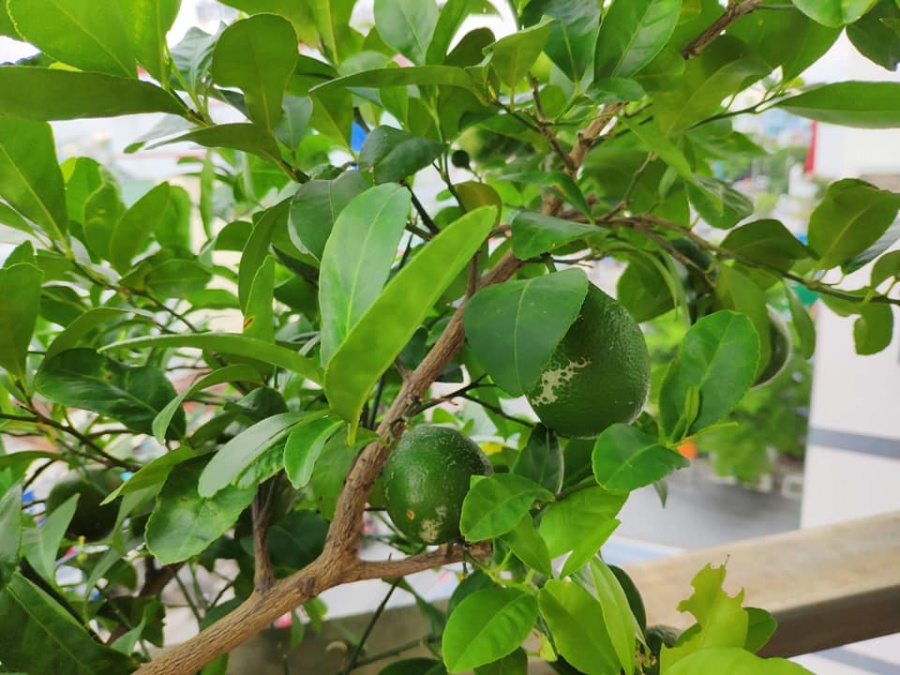 Khu vườn trên cao đủ loại rau xanh quả sạch bà ngoại ngày đêm chăm bón cho cháu thưởng thức ở Sài Gòn khu vuon tren cao du loai rau xanh qua sach ba ngoai ngay dem cham bon cho chau thuong thuc o sai gon