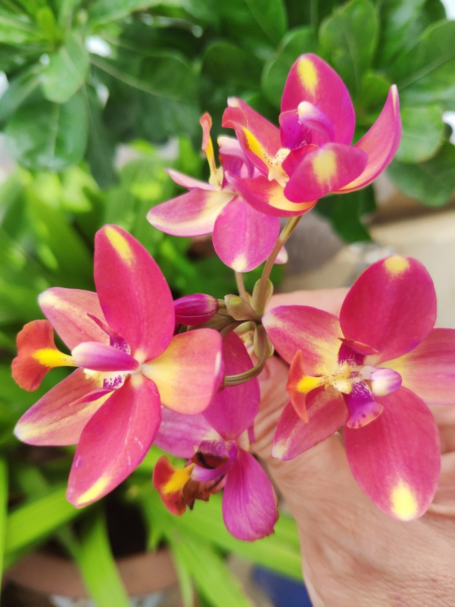 Khu vườn trên cao đủ loại rau xanh quả sạch bà ngoại ngày đêm chăm bón cho cháu thưởng thức ở Sài Gòn khu vuon tren cao du loai rau xanh qua sach ba ngoai ngay dem cham bon cho chau thuong thuc o sai gon