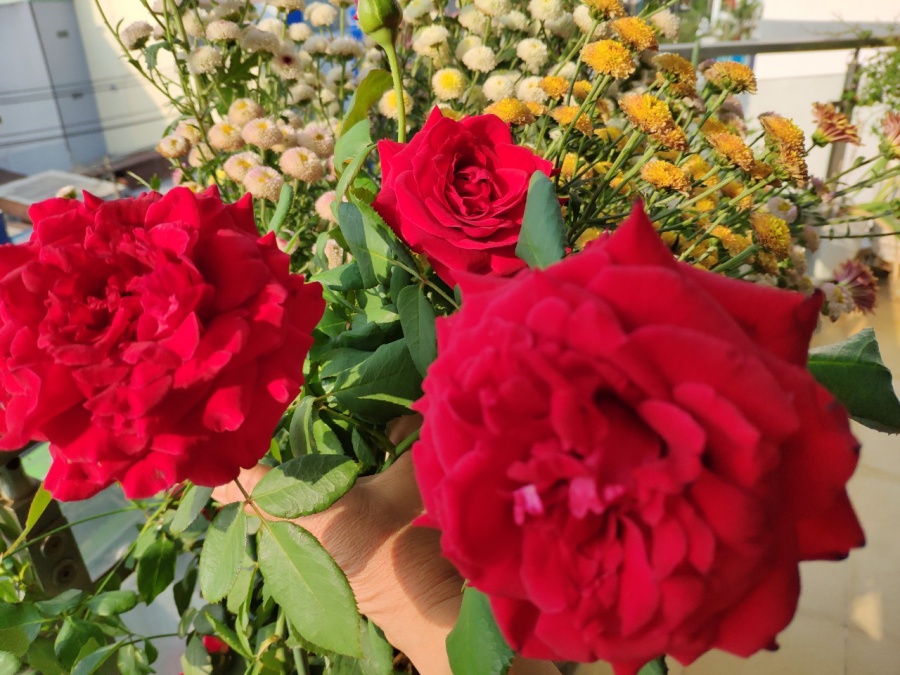 Khu vườn trên cao đủ loại rau xanh quả sạch bà ngoại ngày đêm chăm bón cho cháu thưởng thức ở Sài Gòn khu vuon tren cao du loai rau xanh qua sach ba ngoai ngay dem cham bon cho chau thuong thuc o sai gon