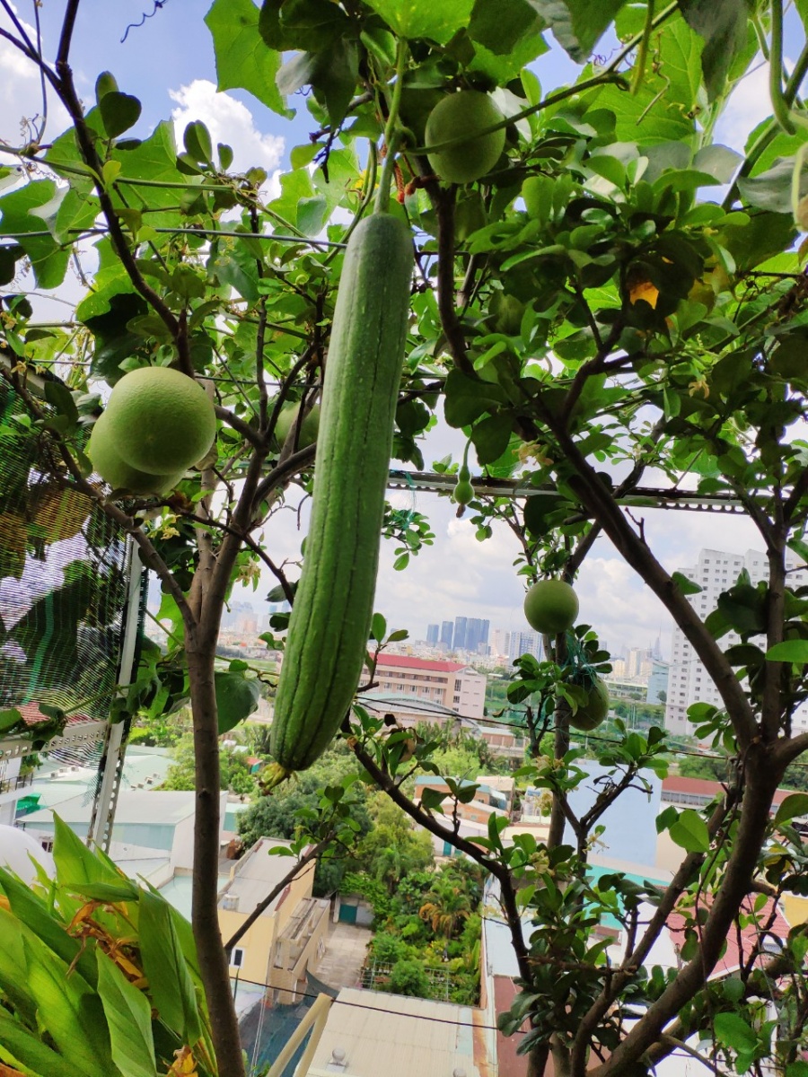 Khu vườn trên cao đủ loại rau xanh quả sạch bà ngoại ngày đêm chăm bón cho cháu thưởng thức ở Sài Gòn khu vuon tren cao du loai rau xanh qua sach ba ngoai ngay dem cham bon cho chau thuong thuc o sai gon
