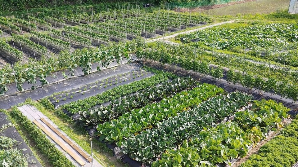 Người đàn ông dành cả thanh xuân để nghiên cứu trồng thành công cả nghìn mét vuông rau quả sạch nguoi dan ong danh ca thanh xuan de nghien cuu trong thanh cong ca nghin met vuong rau qua sach theo phuong phap huu co