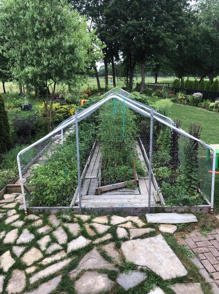 Ghé thăm khu vườn không hóa chất vẫn xanh tươi rau củ của người phụ nữ chăm chỉ trồng sau khi về hưu ghe tham khu vuon khong hoa chat van xanh tuoi rau cu cua nguoi phu nu cham chi trong sau khi ve huu
